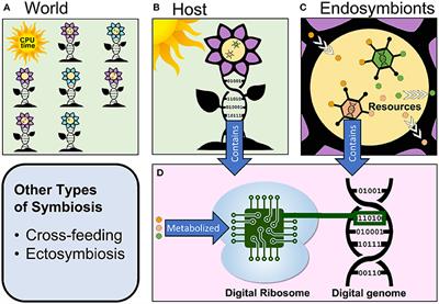 Frontiers | Symbiosis in Digital Evolution: Past, Present